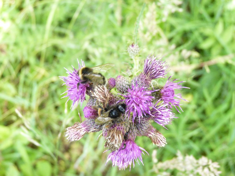 Blumen in der Eifel